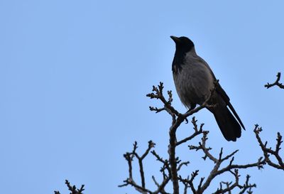 Low angle view of bird perching on branch against sky