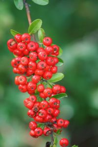 Close-up of red berries