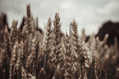 Close-up of wheat growing on field against sky