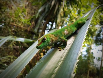 Close-up of a lizard