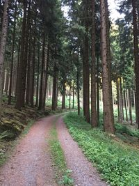 Dirt road amidst trees in forest