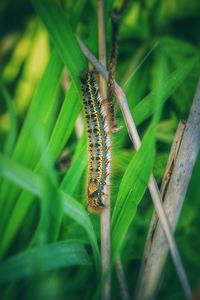 Close-up of insect on plant