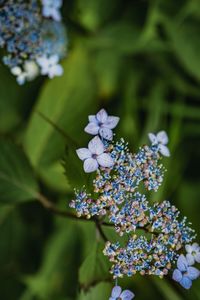 Close-up of purple flowering plant