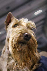 Close-up portrait of dog at home