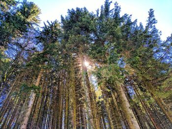 Low angle view of trees in forest against sky