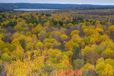 View of yellow flowering plants in forest