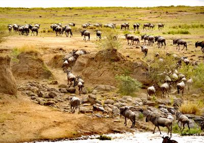 Wildebeest migration crossing water