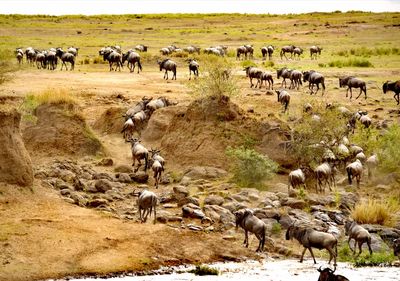 Flock of sheep in a field