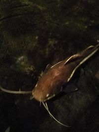 High angle view of insect on water at night