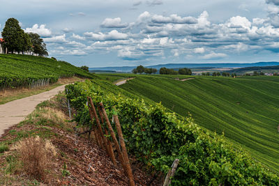 Scenic view of agricultural field against sky