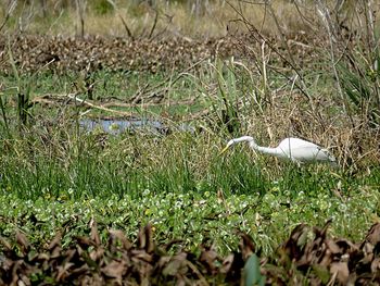 View of birds on land