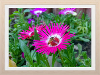 Close-up of fresh flowers blooming outdoors