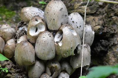 Close-up of mushrooms growing on field