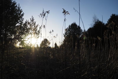 Silhouette trees growing on field against sky