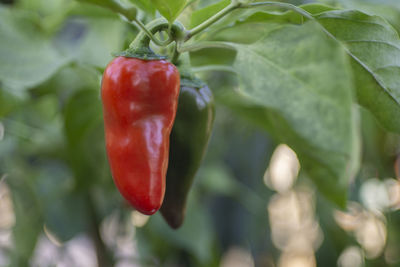 Close-up of red chili peppers on plant