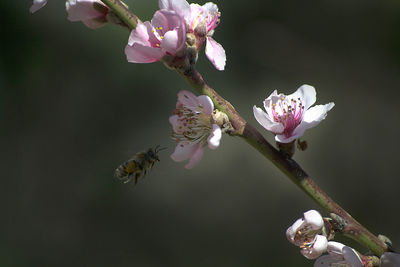 Peach blossom with bee