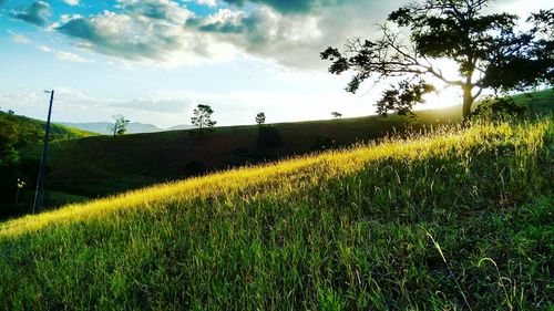 Scenic view of field against sky