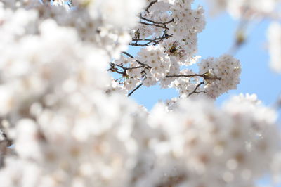 Close-up of cherry blossom tree