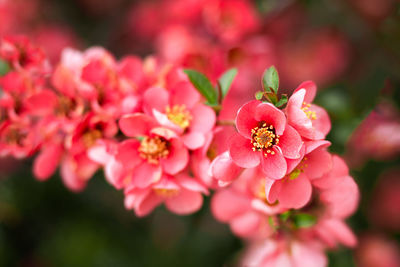 Flowering quince chaenomeles speciosa, chinese or japanese quince, zhou pi mugua.