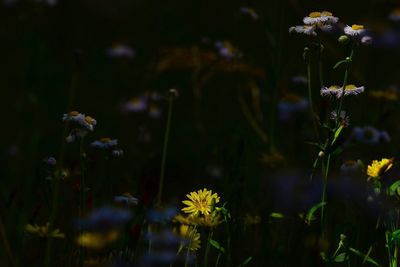 Close-up of flowers against blurred background