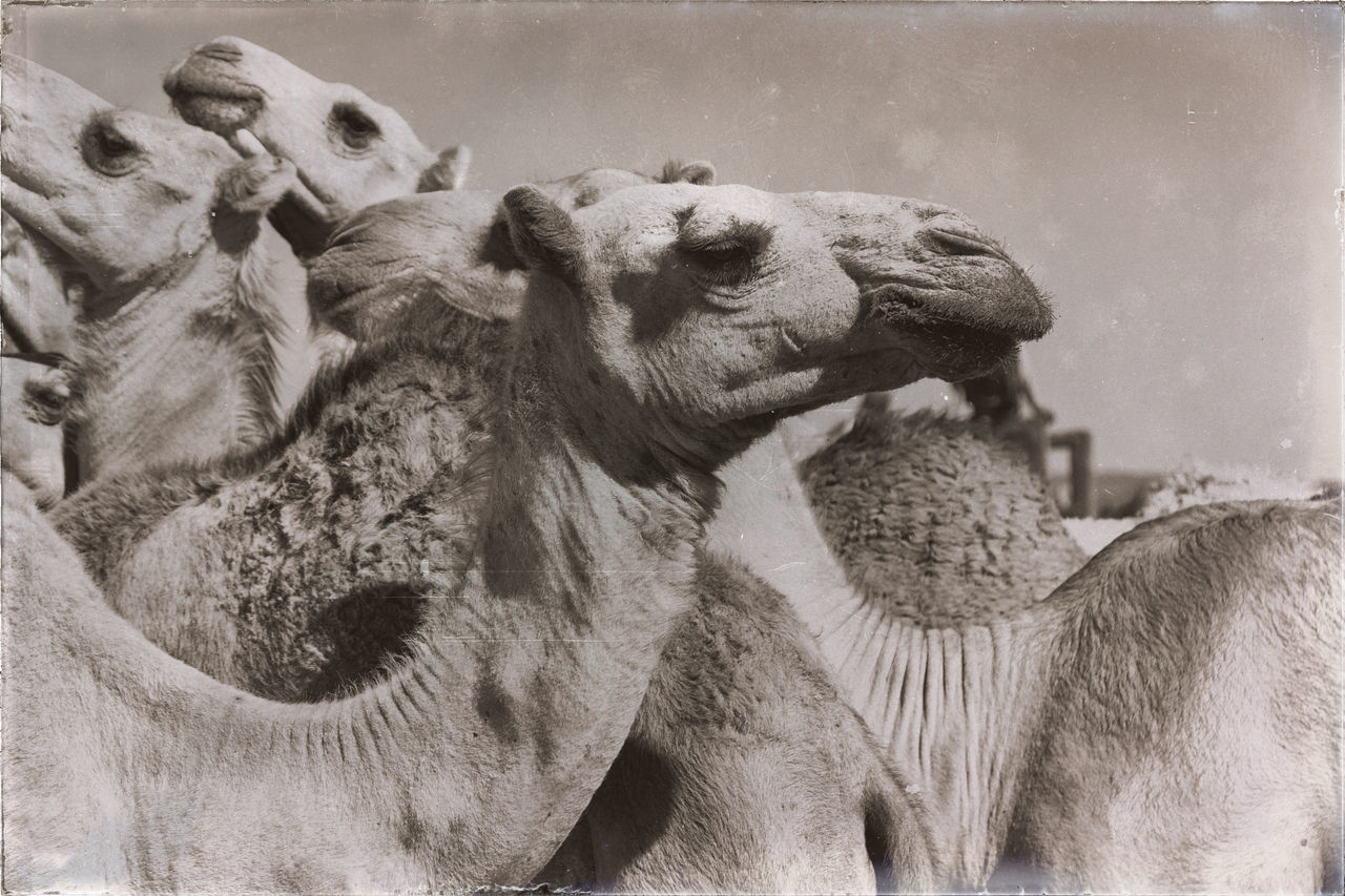 CLOSE-UP OF ELEPHANT WITH ANIMAL