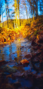 Autumn leaves in water