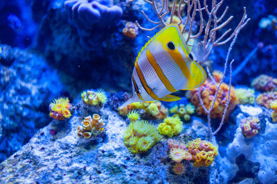 Fish swimming in sea