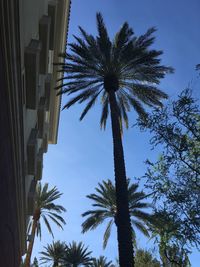 Low angle view of palm trees against clear blue sky