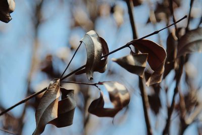 Close-up of dry leaves on plant