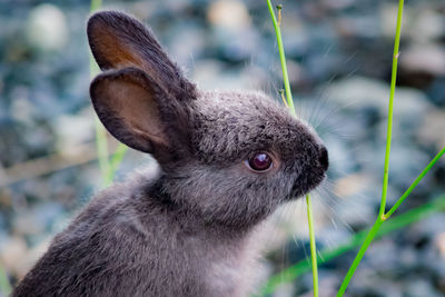 Close-up of a rabbit