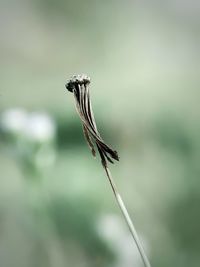 Close-up of wilted plant