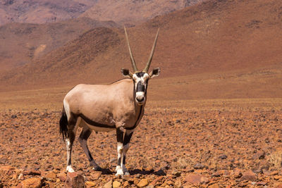 Deer standing on field