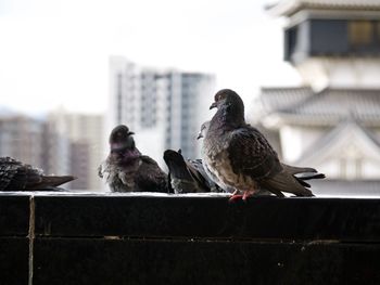 Birds perching on a building