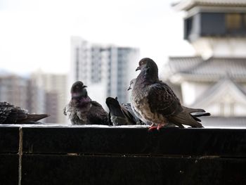 Birds bathing and looking at each other on a building