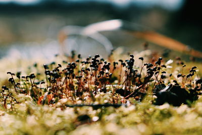 Close-up of flowering plants on field