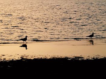 Silhouette seagulls flying over lake during sunset