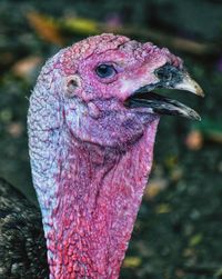 Close-up of a bird