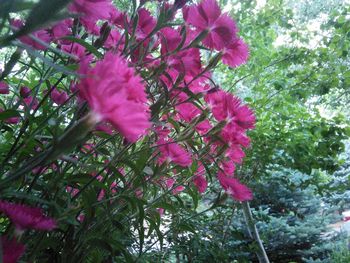 Low angle view of pink flowers