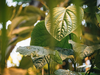 Close-up of leaves