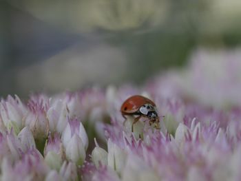 Close-up of insect on purple flower