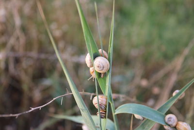 Close-up of snail on plant