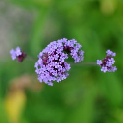 Close-up of flowers against blurred background