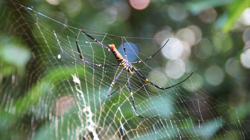 Close-up of spider on web