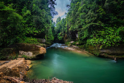 Scenic view of waterfall in forest