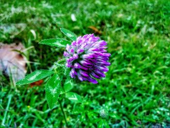 Close-up of purple flower on field