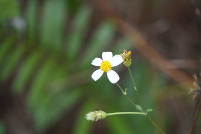 Close-up of flowers blooming outdoors