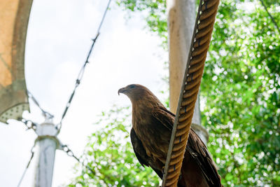 Low angle view of bird perching on tree