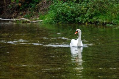 View of swan in lake