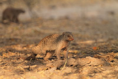 Mongoose on field