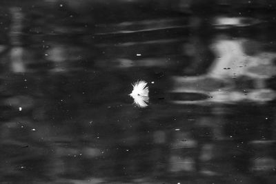 Close-up of duck swimming in water